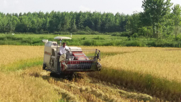 زمین مناسب کشاورزی در کوچصفهان